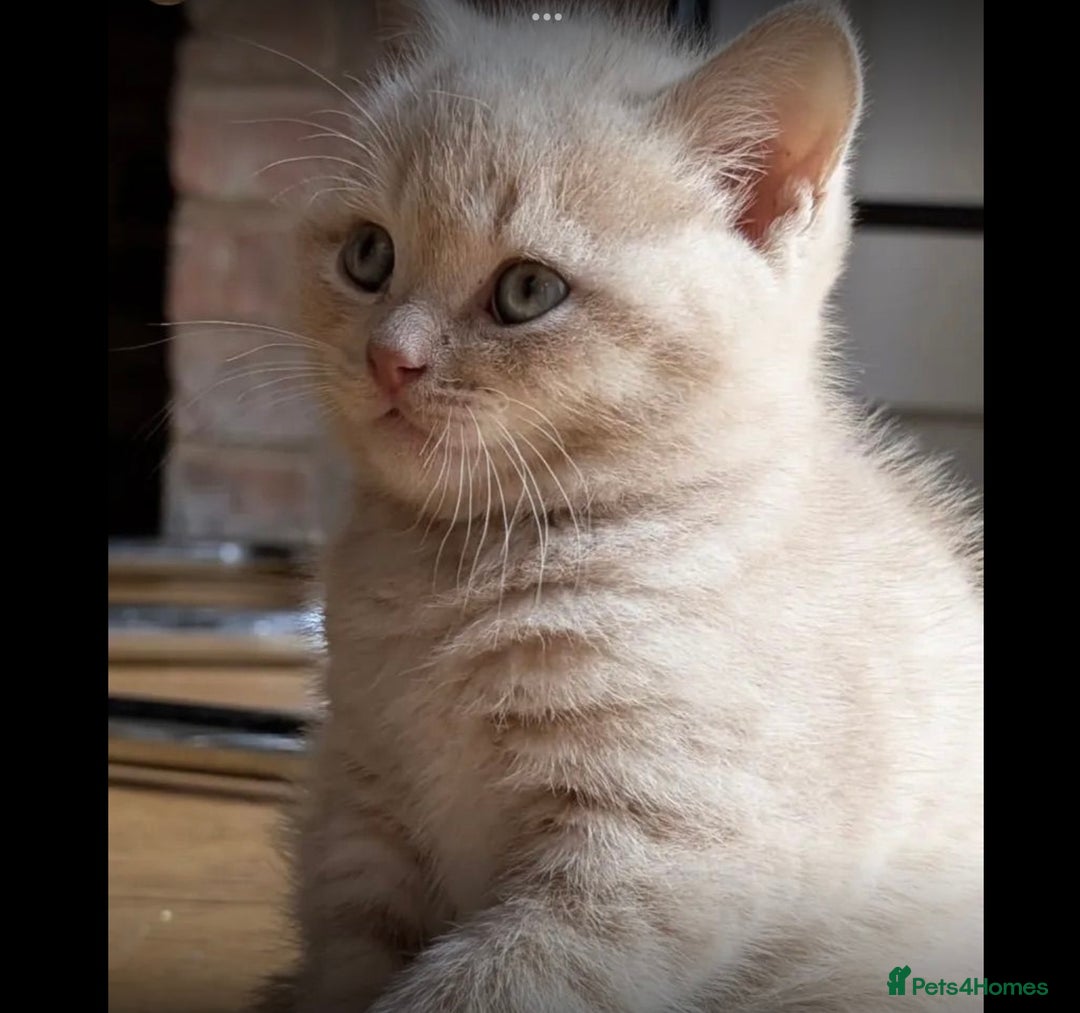 British Shorthair cats for sale: 3 beautiful pedigree British shorthair boys.  - Image 11