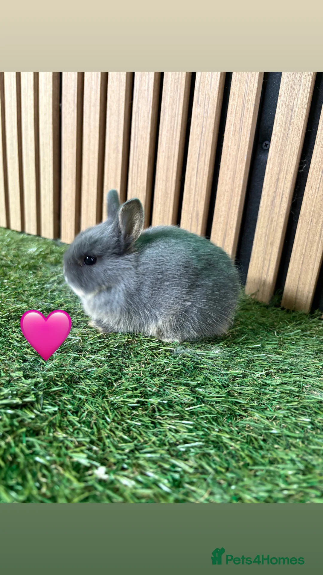 Netherland Dwarf rabbits for sale: Gorgeous Netherland dwarf babies  - Advert 4