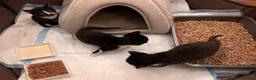 British Shorthair cats for sale: 3x Tuxedo Kittens for Adoption - Advert 3