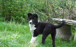Mixed Breed dogs for sale: Kelpie x Collie puppies for sale!  - Image 9