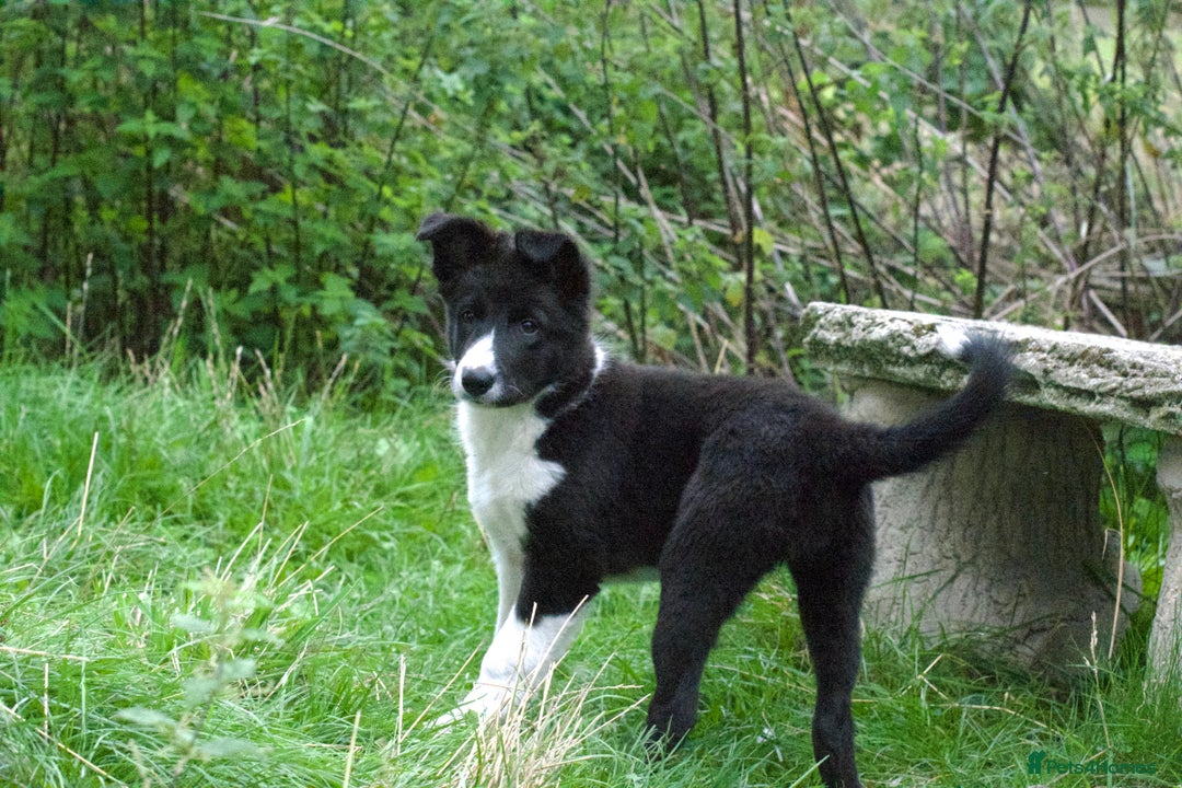 Mixed Breed dogs for sale: Kelpie x Collie puppies for sale!  - Image 9
