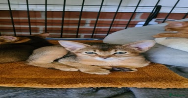 Abyssinian cats - Advert 6