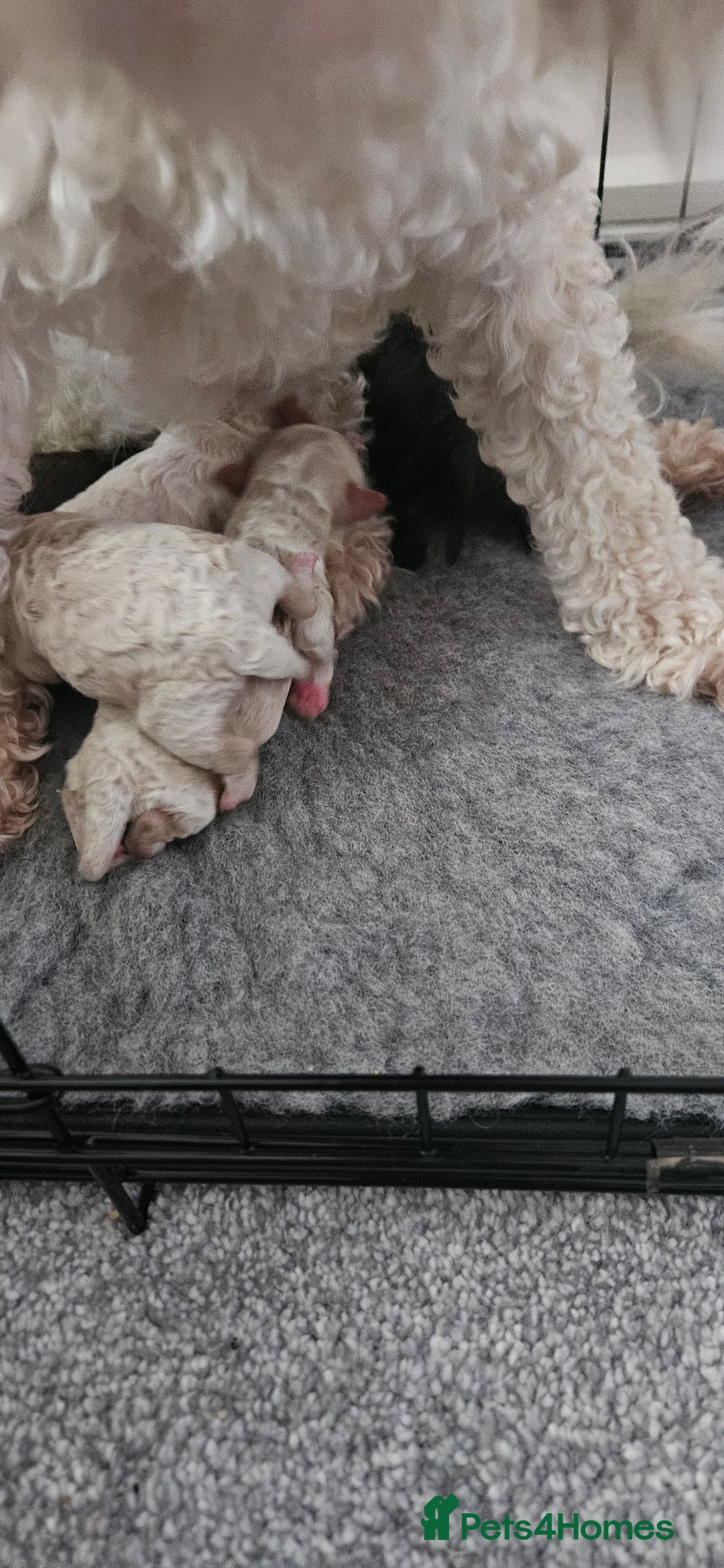 Toy Poodle dogs for sale: Beautiful Toy Poodles - Advert 3