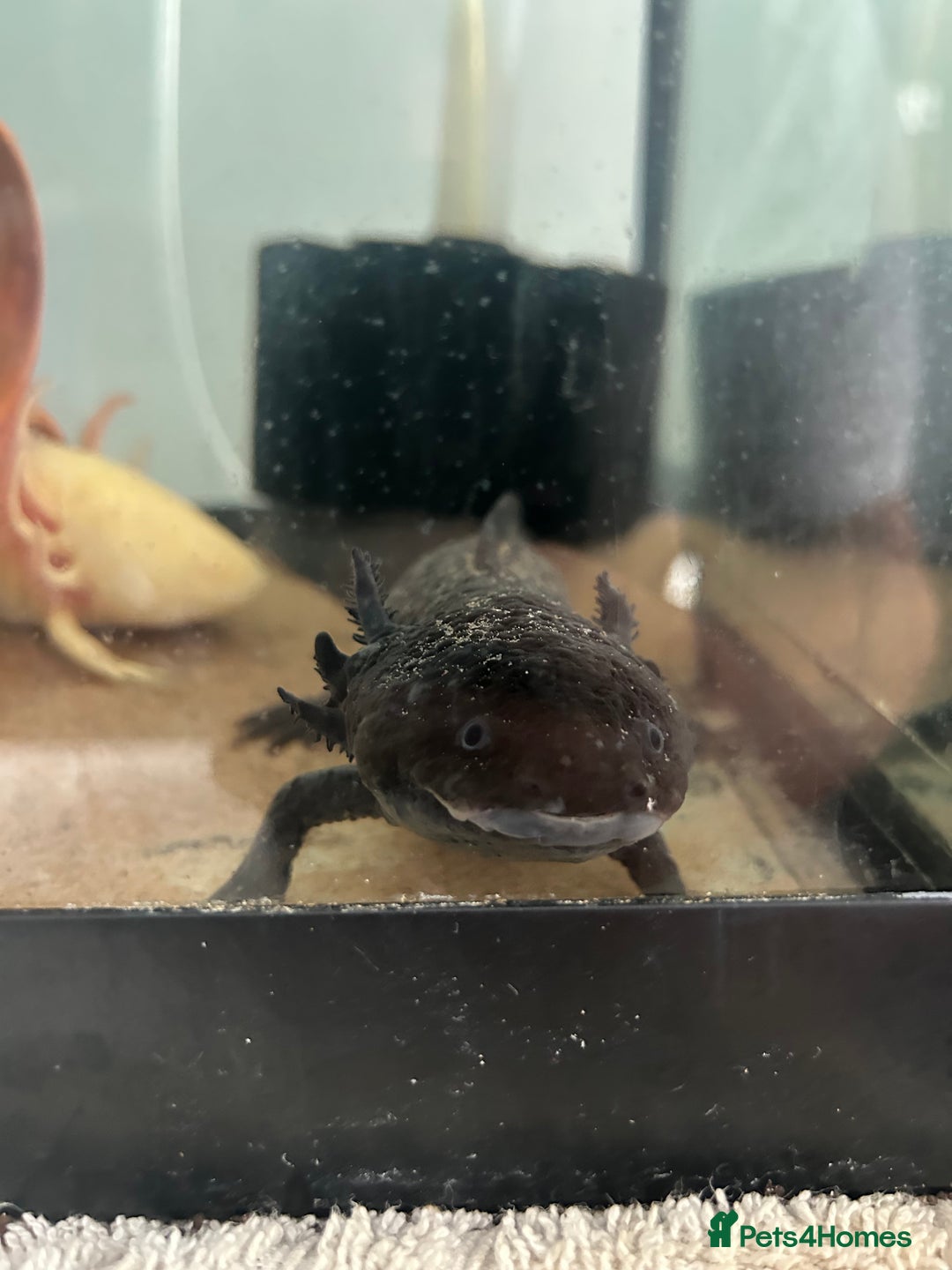 Axolotl reptiles for sale: 3 axolotls - Image 4
