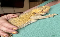Bearded Dragon reptiles for sale: Gorgeous Bearded Dragon & Full Set Up - Image 4