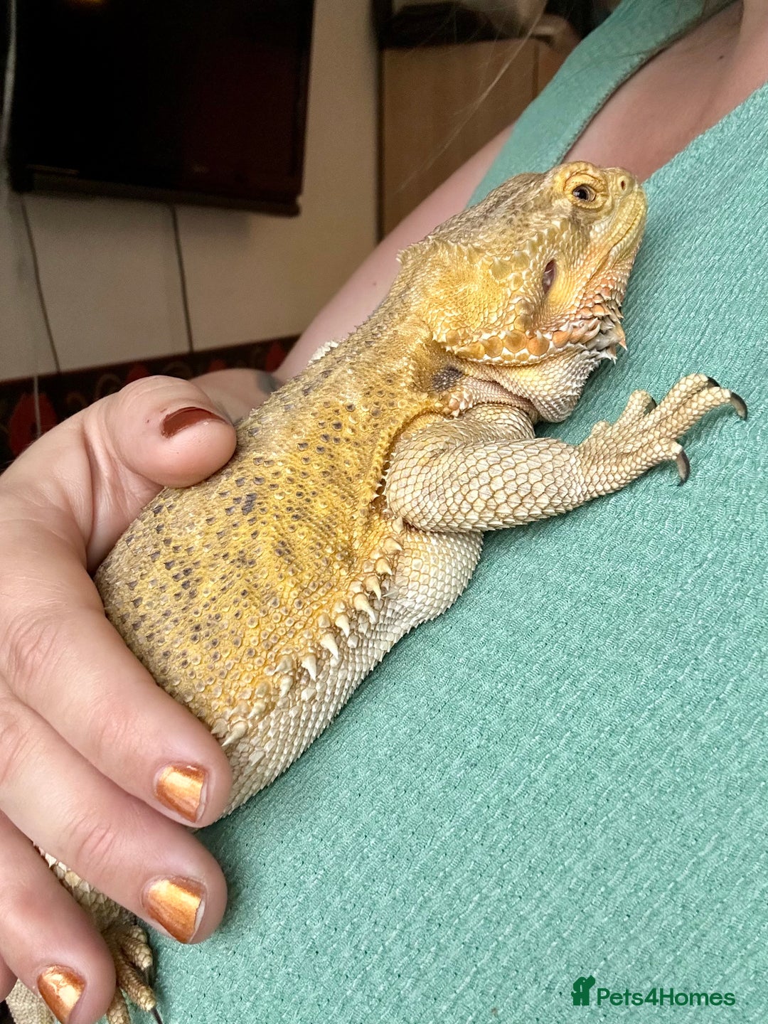 Bearded Dragon reptiles for sale: Gorgeous Bearded Dragon & Full Set Up - Image 4