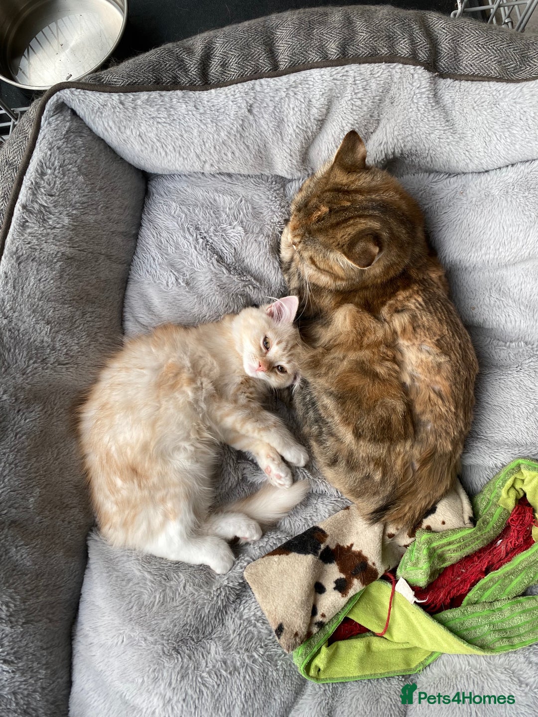 Siberian cats for sale: ✨ Siberian Kitten (ready for her new home now) ✨ - Image 11