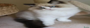 Ragdoll Kitten 4