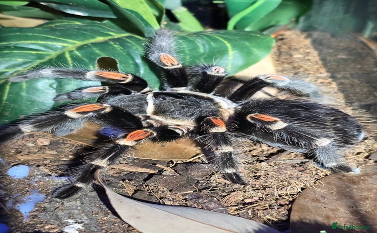 Tarantulas invertebrates in Hounslow - Advert 19