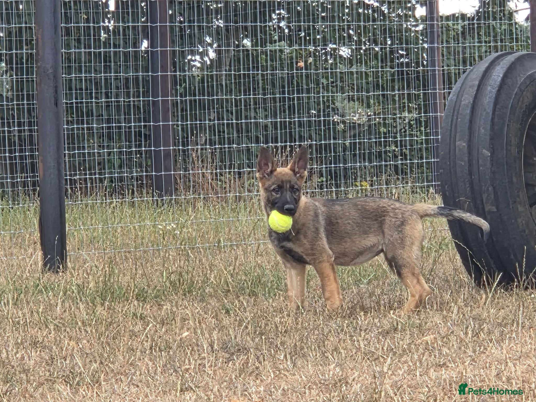 German Shepherd dogs Working line german shepherd puppies - Advert 1