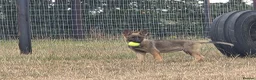 German Shepherd dogs for sale: Working line german shepherd puppies - Advert 1