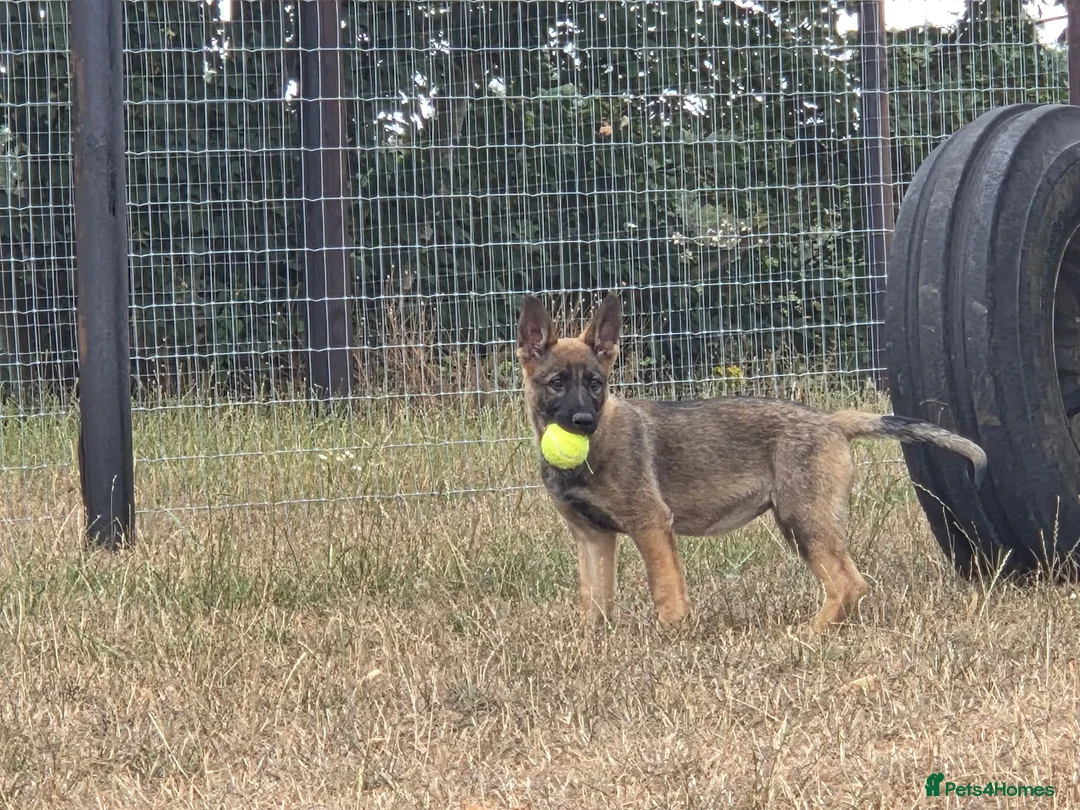 German Shepherd dogs for sale: Working line german shepherd puppies - Advert 1