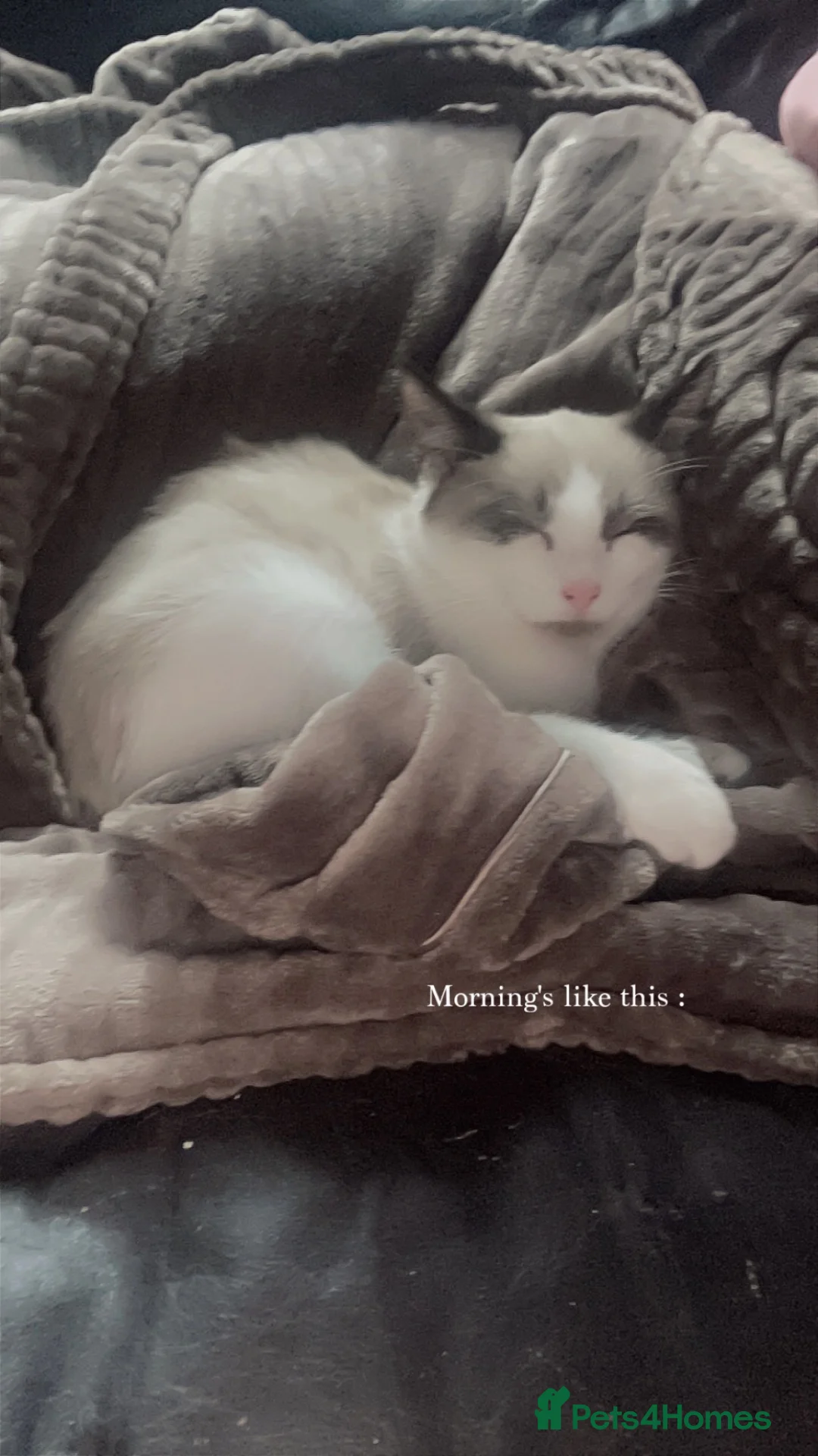 Mixed Breed cats for sale: Cats  in Burton-on-Trent - Advert 2