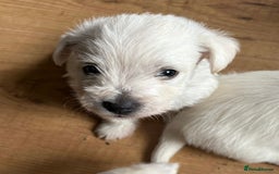 West Highland Terrier dogs for sale: Gorgeous West Highland White (Westie) Puppies - Image 4