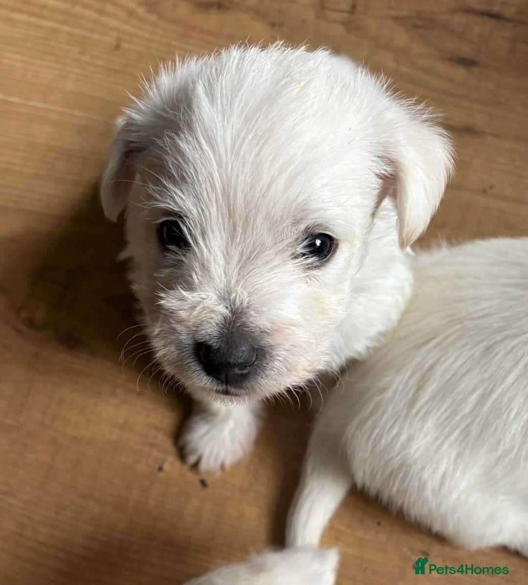 West Highland Terrier dogs for sale: Gorgeous West Highland White (Westie) Puppies - Image 4