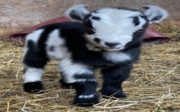 Goats livestock for sale: GORGEOUS NEW BORN BABIES AND FRIENDLY PET WETHERS  - Image 17
