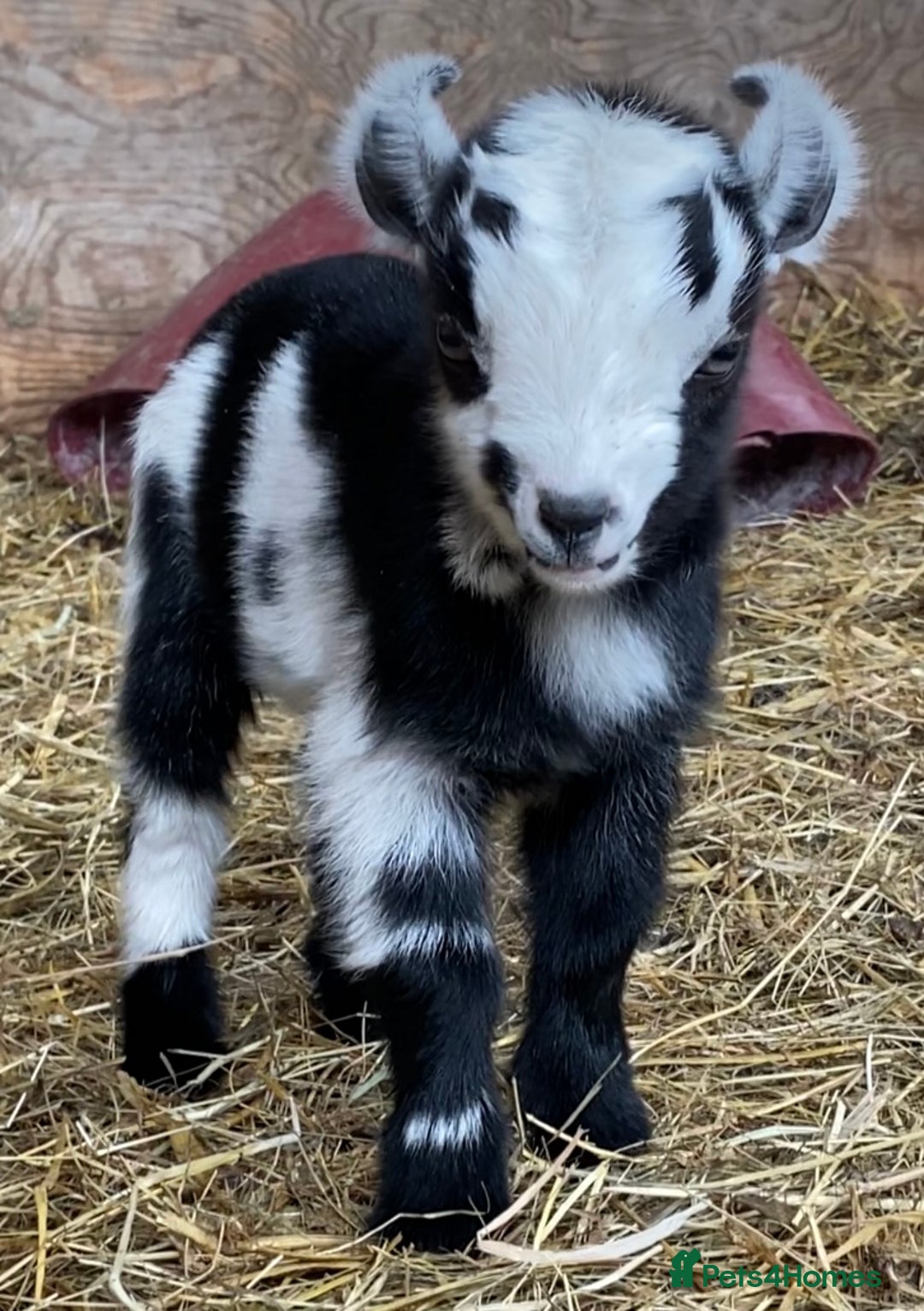 Goats livestock for sale: GORGEOUS NEW BORN BABIES AND FRIENDLY PET WETHERS  - Image 17