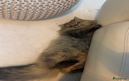 Persian cats for sale: GOLDEN PERSIAN BOY💎Looking for new home  - Image 10