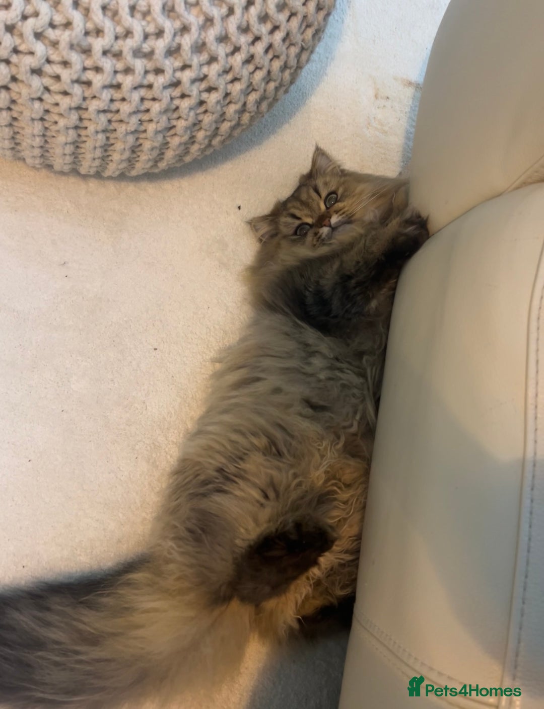 Persian cats for sale: GOLDEN PERSIAN BOY💎Looking for new home  - Image 10