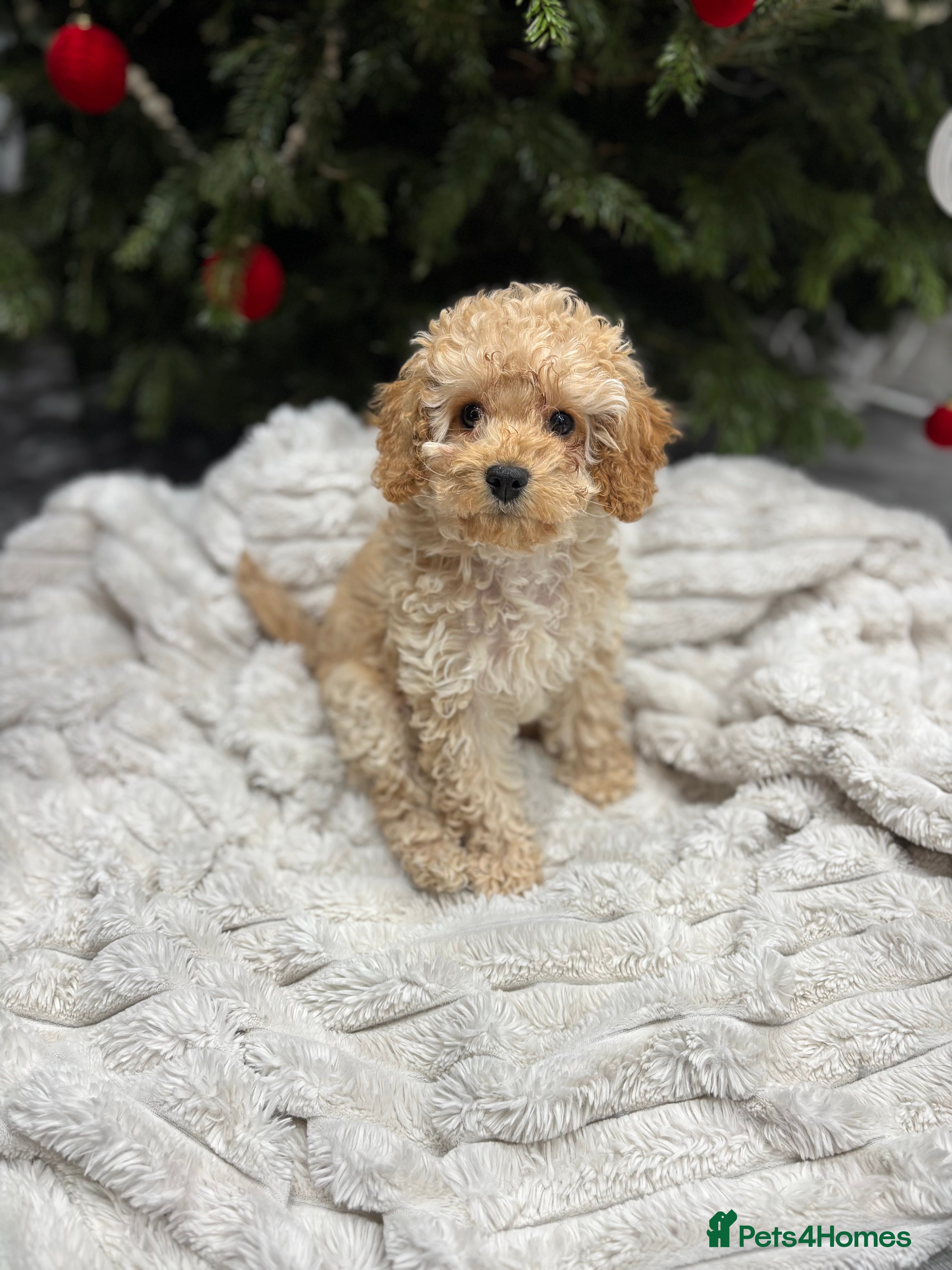 Cavapoo dogs Gorgeous F1 Cavapoo pups, health tested 🐾 - Advert 11
