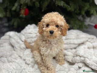 Cavapoo dogs Gorgeous F1 Cavapoo pups, health tested 🐾 - Advert 17