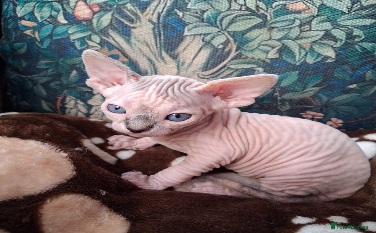 Sphynx cats - Advert 2