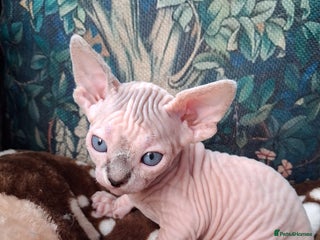 Sphynx cats Sphynx Kittens - Advert 17