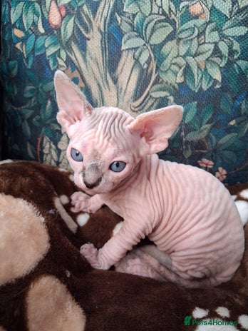 Sphynx cats - Advert 2