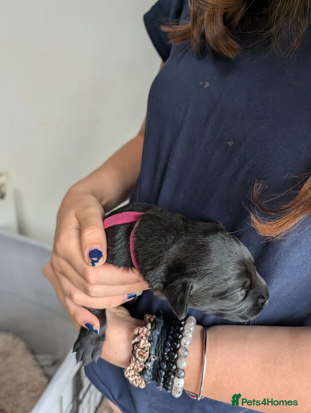 Labrador Retriever dogs for sale: Beautiful Labrador puppies  - Advert 2