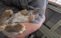 Mini Lop rabbits for sale: Last little boy mini lop  - Image 1