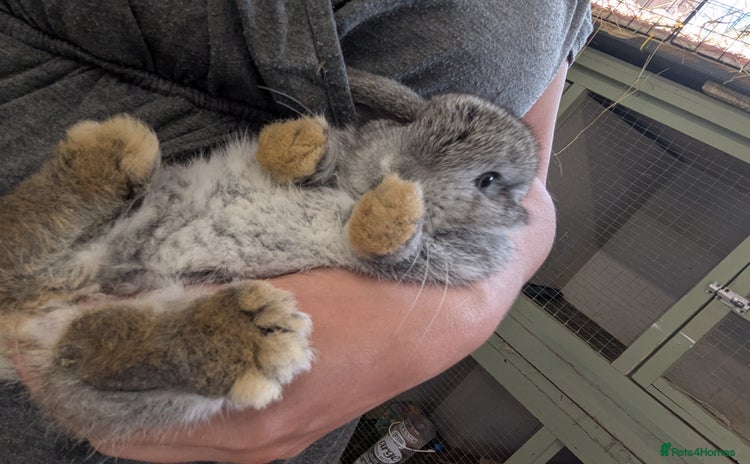 Mini Lop rabbits - Advert 1