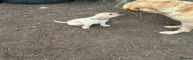 Labrador Retriever 1
