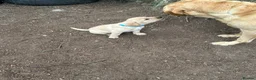 Labrador Retriever dogs for sale: KC registered Labrador puppies - Advert 4