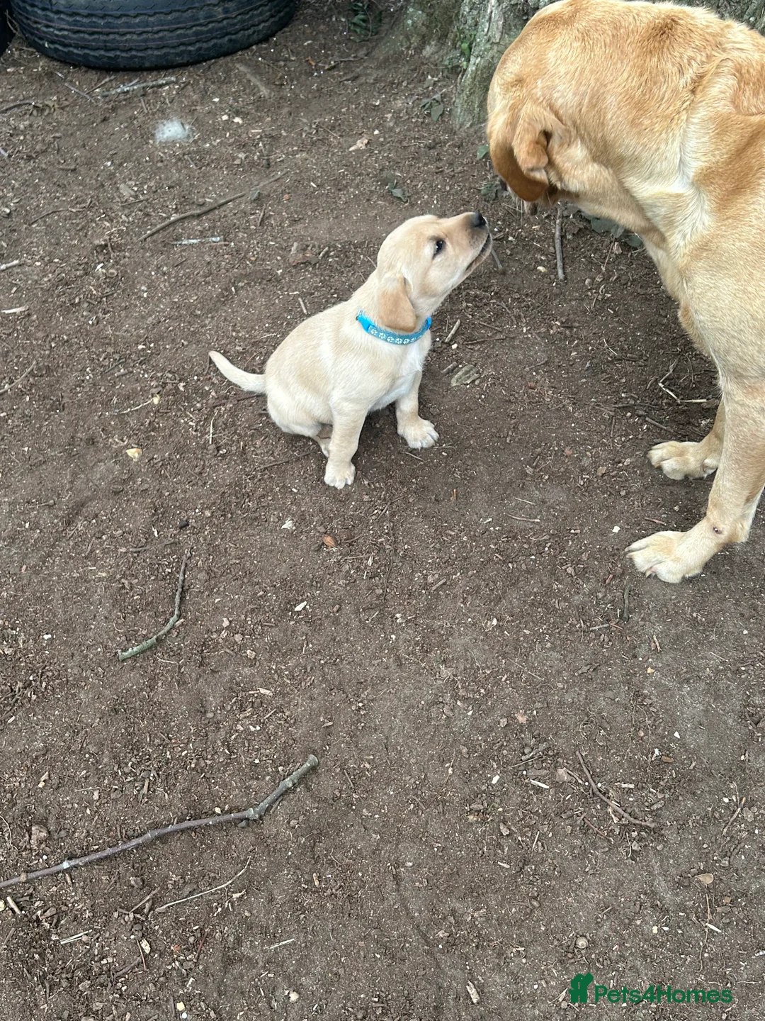 Labrador Retriever dogs for sale: KC registered Labrador puppies - Advert 4