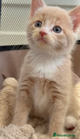 Mixed Breed cats - Advert 12