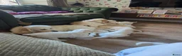 Golden Retriever dogs for sale: Golden retriever puppies  - Advert 22