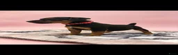 Lakeland Terrier dogs for sale: Lakeland terrier puppies (working type) - Advert 16