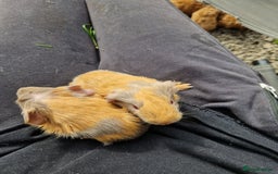 Guinea Pig rodents for sale: Two bond brothers / will ready end of oct  - Image 4