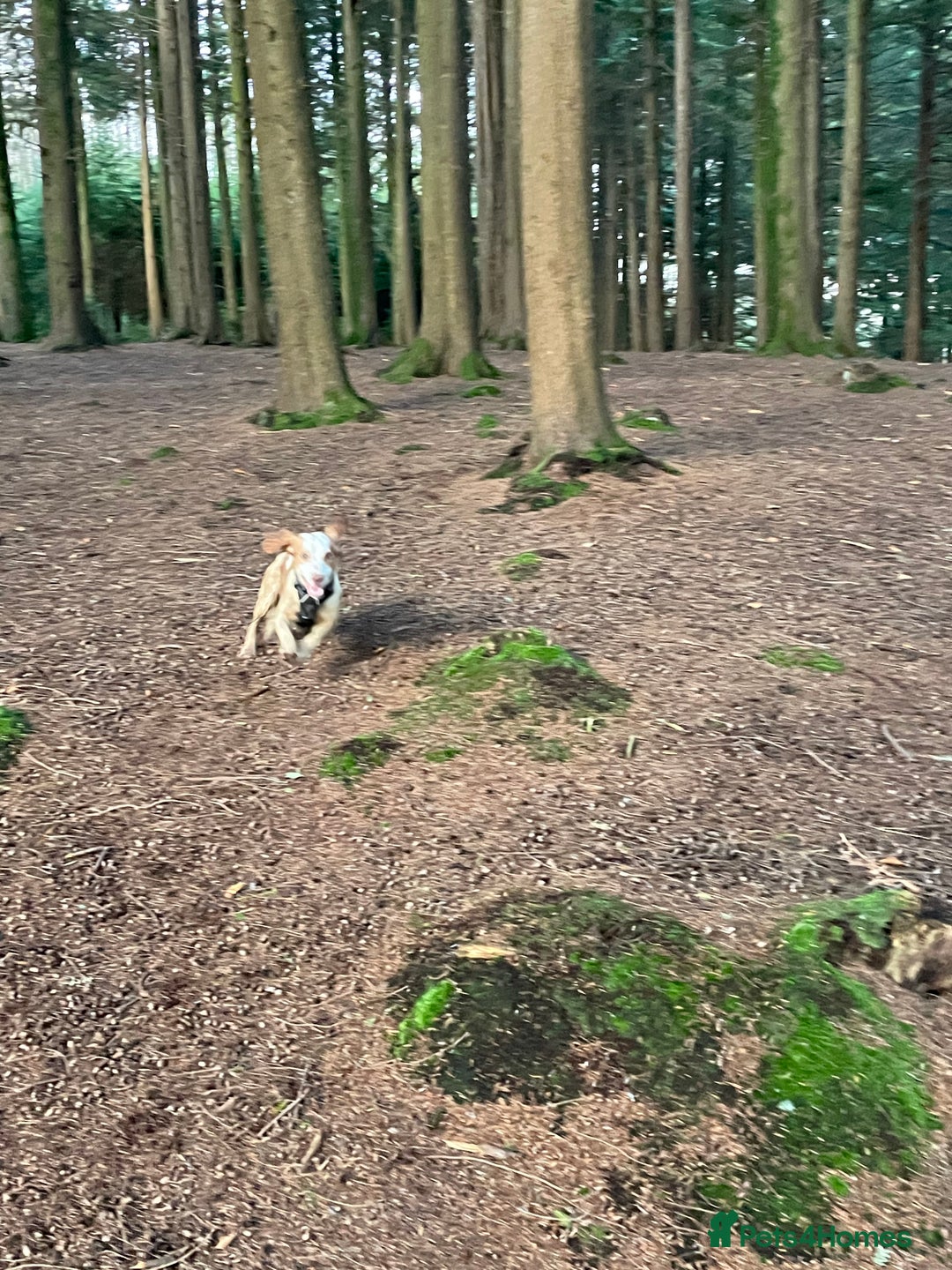 Cocker Spaniel dogs for sale: 12 Month Cocker Spaniel - Advert 3