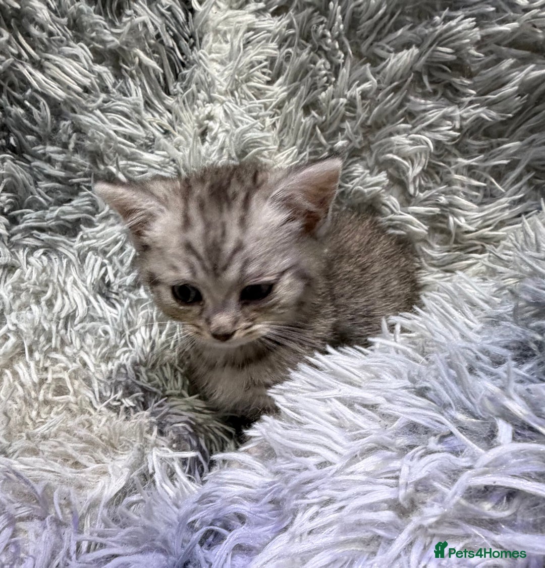 Persian cats for sale: Chinchilla persian cross kittens - Advert 12