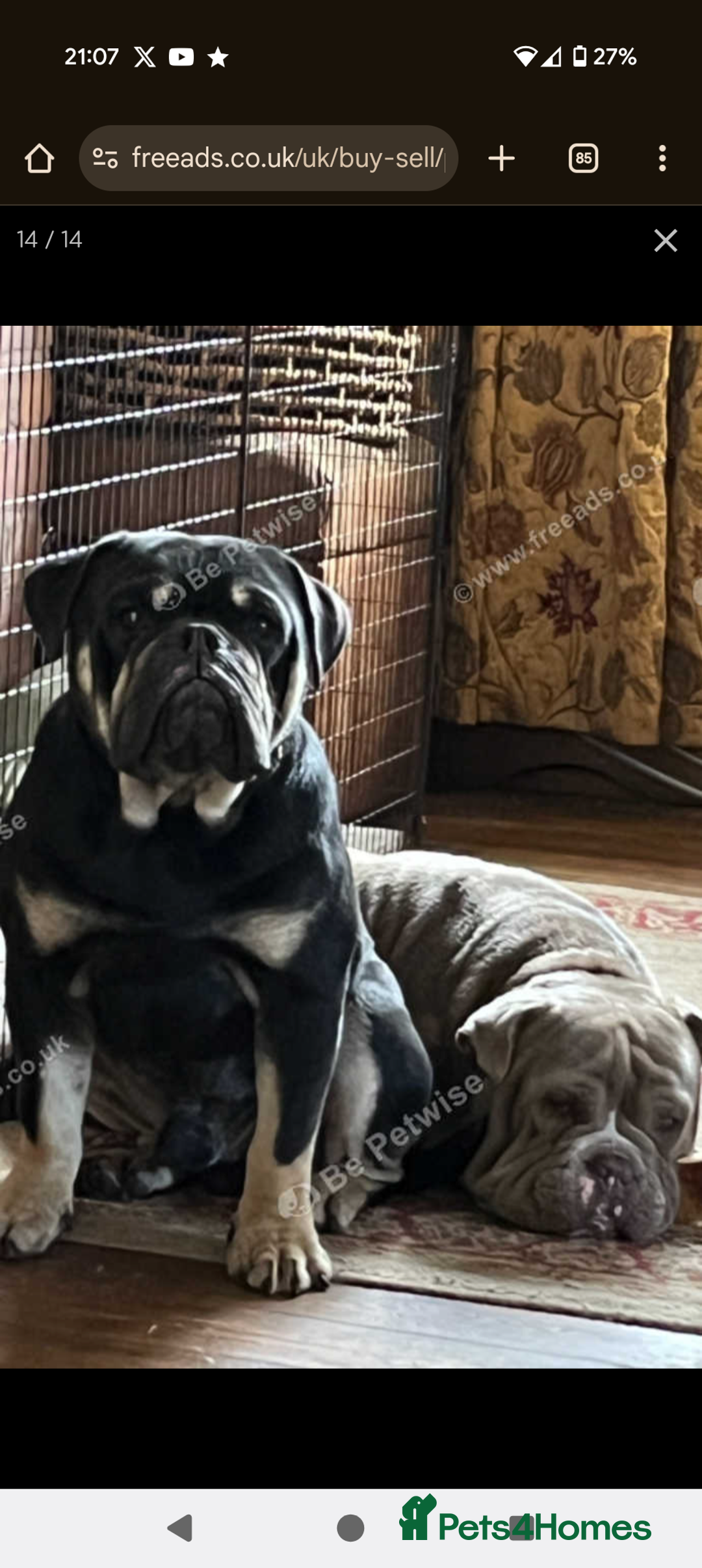 Mixed Breed dogs for sale: Old tyme puppy cross english - Image 9