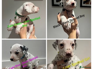 Dalmatian dogs Dalmatians for Sale (Last Girl & 3 Boys Left) - Advert 2