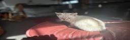 Bengal cats for sale: Bengal kittens  - Advert 14