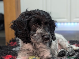 Cockapoo dogs F1 cockapoo - Advert 12