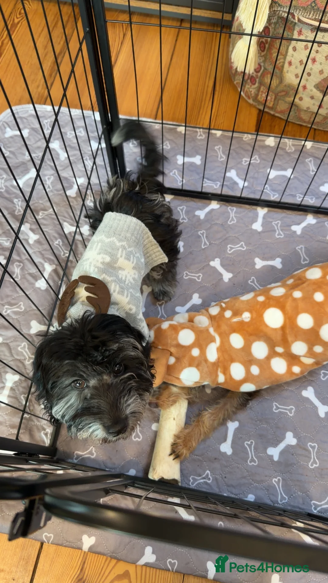 Doxiepoo dogs for sale: My 2 gorgeous Doxiepoo boys - Advert 6
