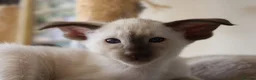 Siamese cats for sale: Seal Point Siamese Boy - Advert 4