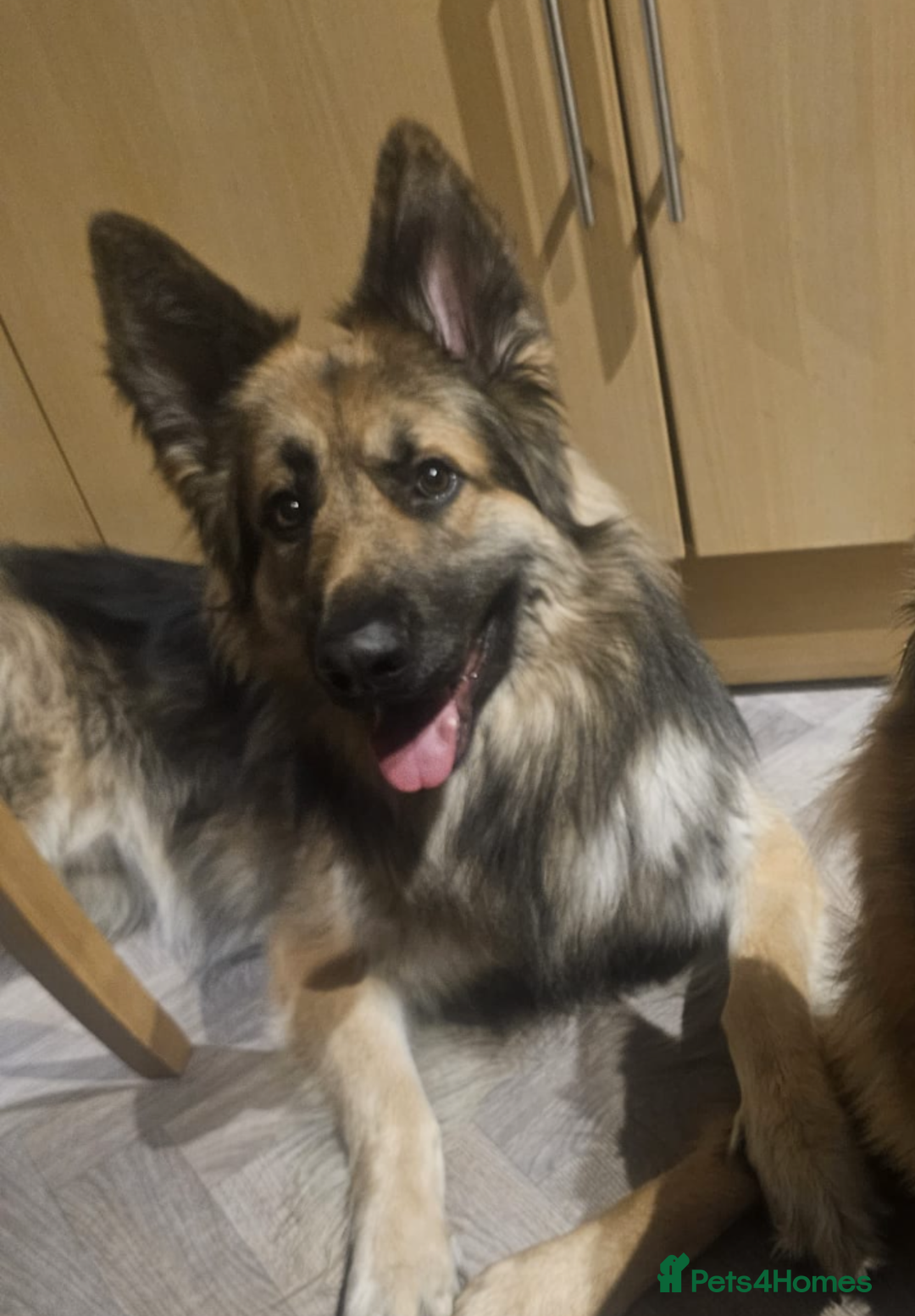 German Shepherd dogs for sale: 2 German shepherds - Advert 1