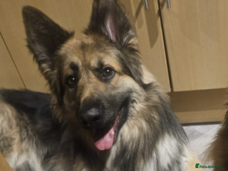 German Shepherd dogs 2 German shepherds - Advert 1