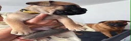 Bullmastiff dogs for sale: Bullmastiff Puppies Available - Advert 24