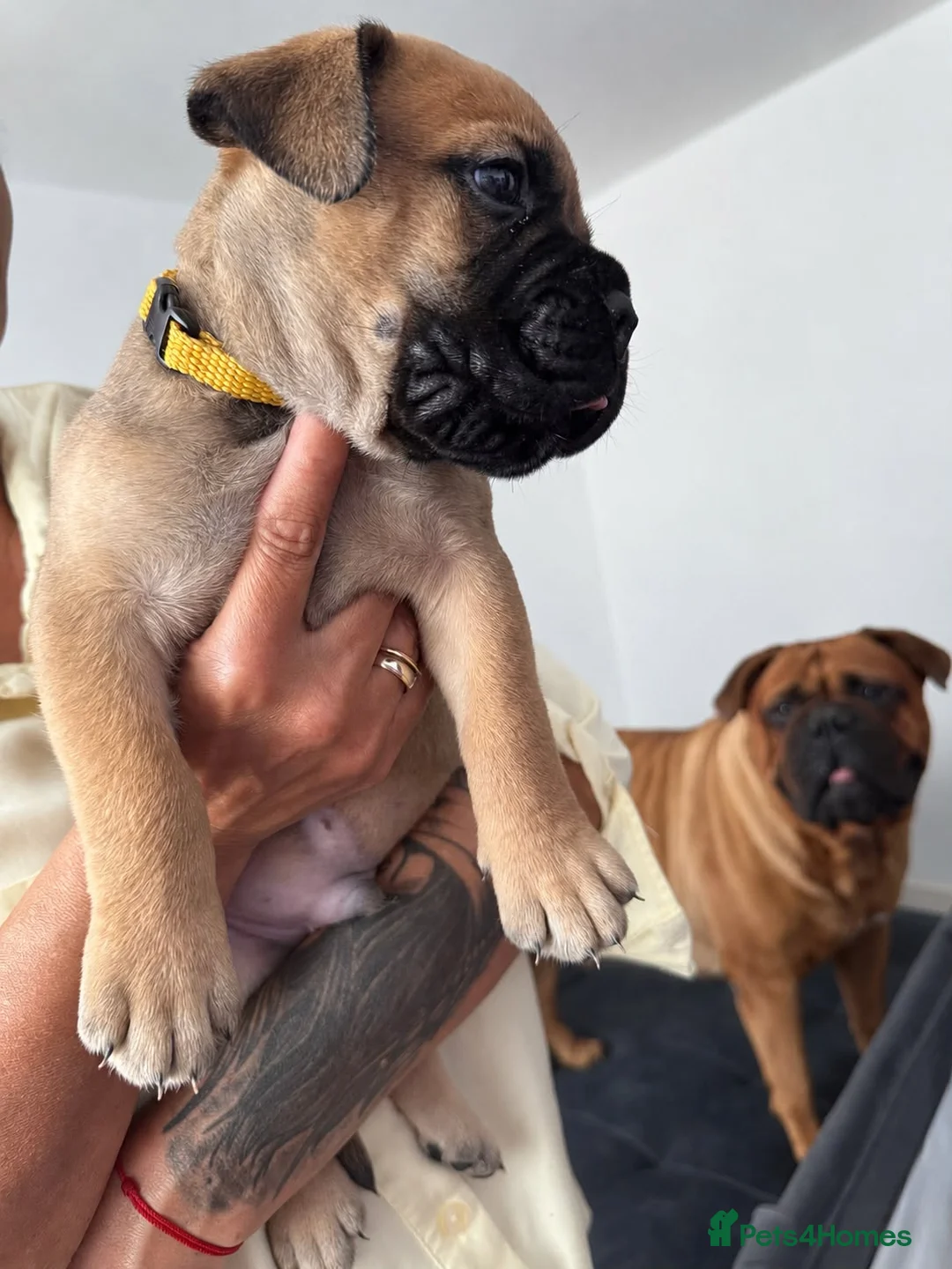 Bullmastiff dogs for sale: Bullmastiff Puppies Available - Advert 24